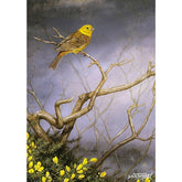 'Yellow Hammer & Gorse' Greetings Card By Dick Twinney
